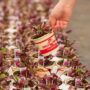 Beets – Bulls Blood – 4″ Pot